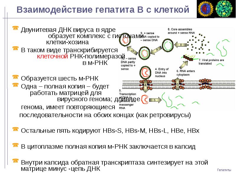 Анализ рнк вируса гепатита. Вирус гепатита б ДНК. Вирус гепатита ДНК или РНК. Репликация гепатита в. Взаимодействие вируса с клеткой.