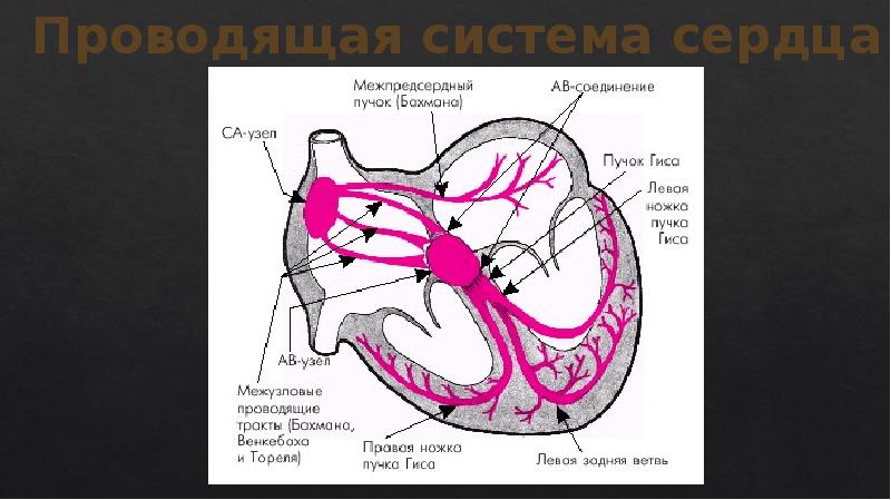 Проводящая система сердца механизм автоматии сердца презентация