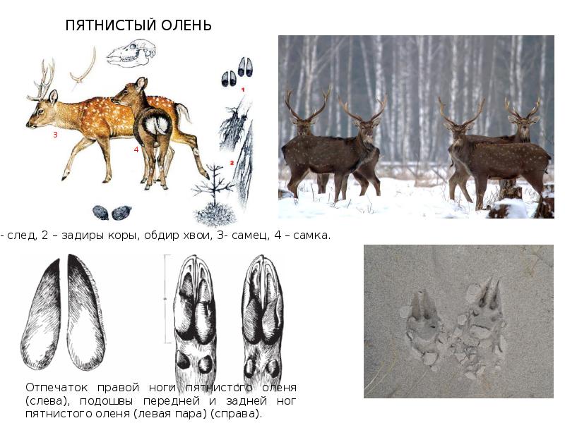 Оленьи следы как пишется. Следы пятнистого оленя. Следы оленя. Следы Северного оленя. Пятнистый олень копыта.