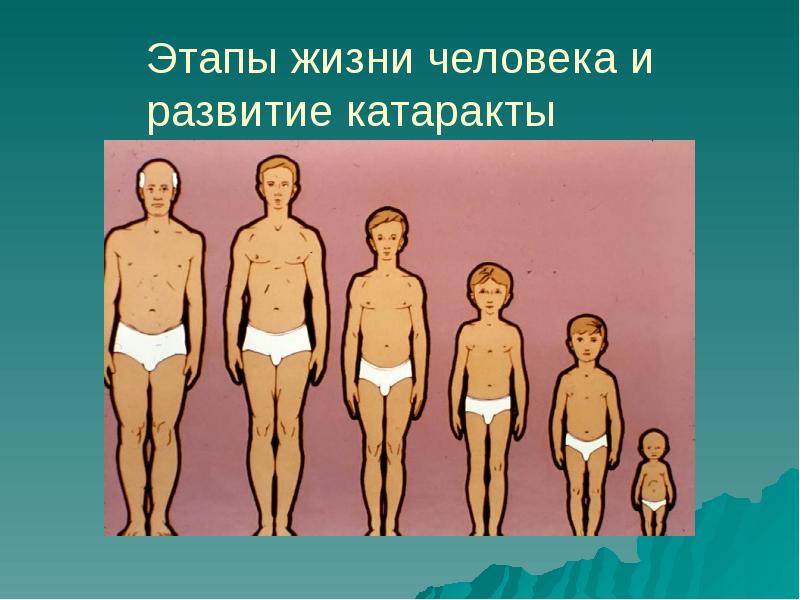 Стадии жизни. Этапы жизни человека. Жизненные этапы человека. Стадии жизни человека. Этапы развития жизни человека.