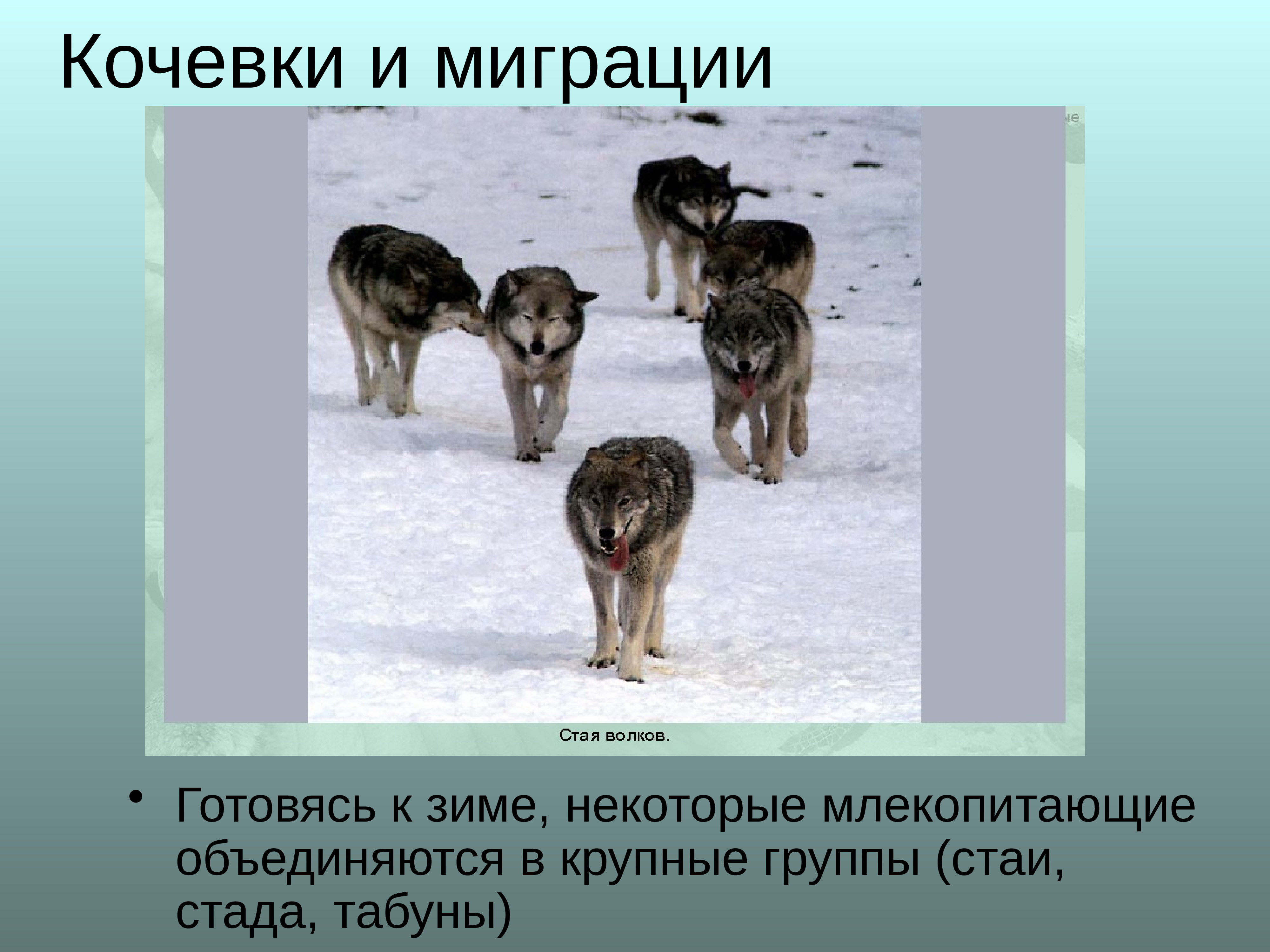 Годовой цикл в жизни млекопитающих. Подготовка к зиме у млекопитающих. Сезонные явления в жизни млекопитающих. Сезонные изменения млекопитающих. Сезонные явления в жизни млекопитающих зимой.