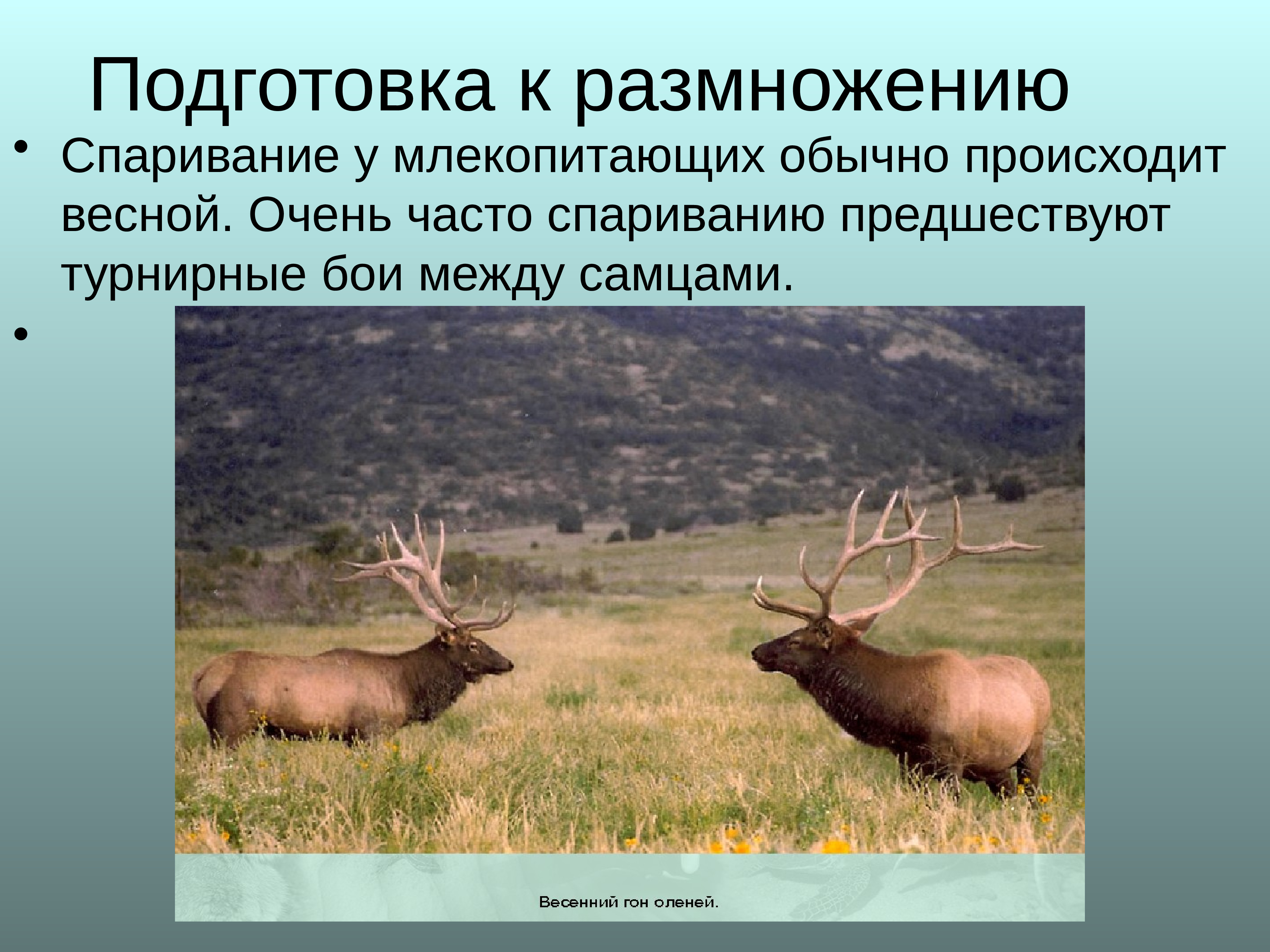 Размножение и развитие млекопитающих годовой жизненный цикл 7 класс презентация пономарева