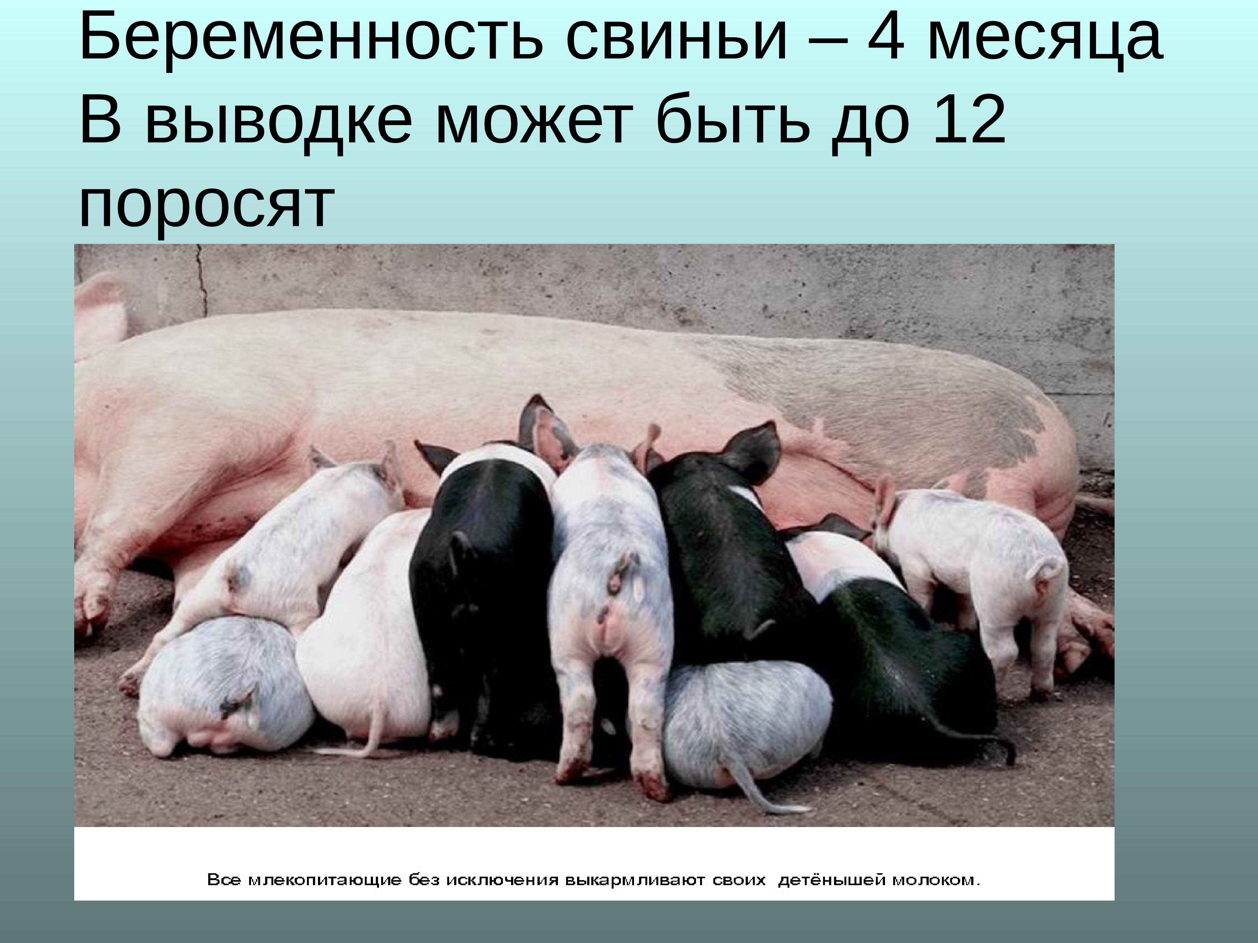 Продолжительность жизни свинки. Свинья вынашивает поросята. Сколько свиньи ходят беременными. Беременность у свиней длится.