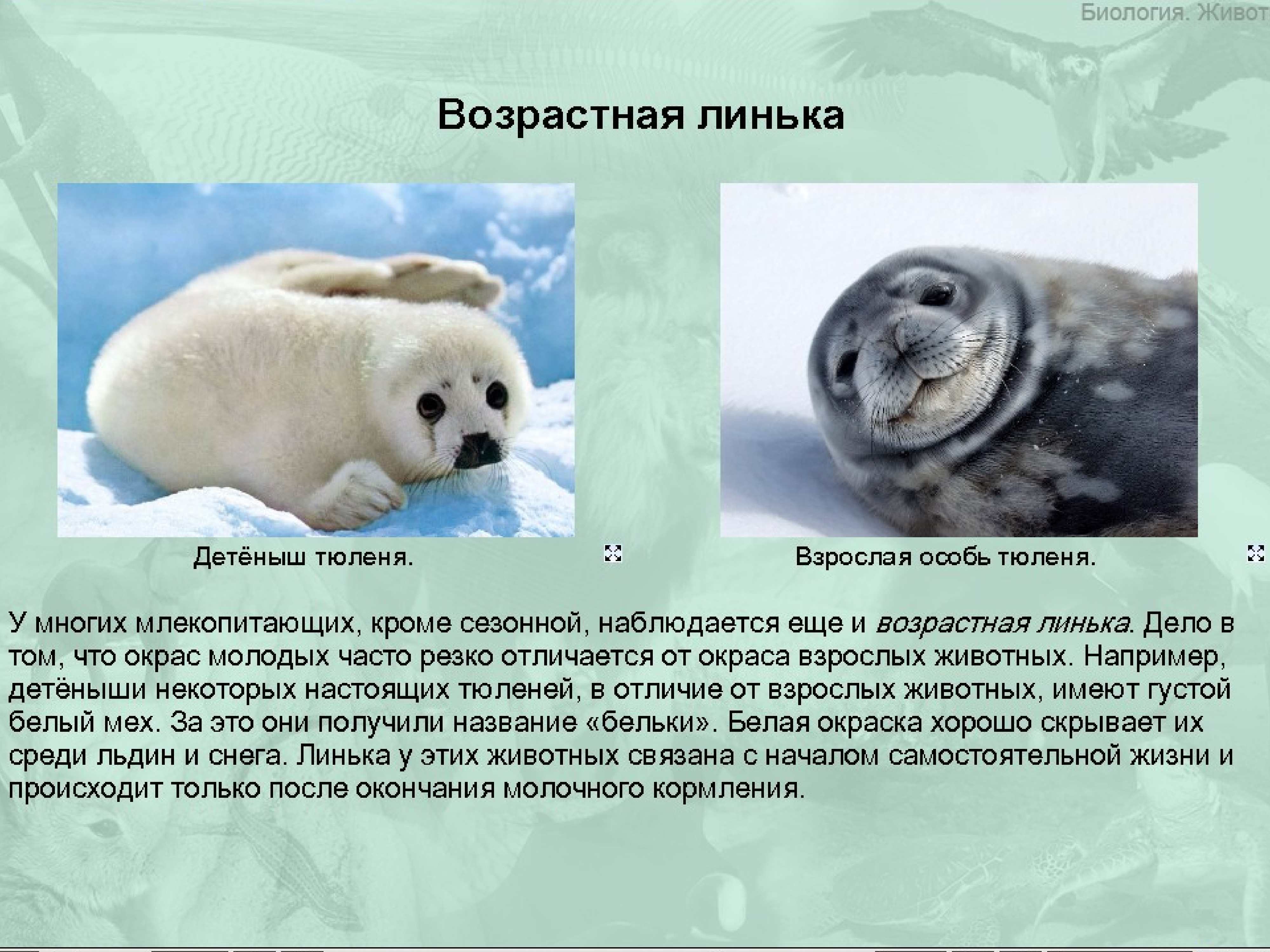 Пример аналогичного явления у животных. Тюлень и Нерпа отличие. Морской котик и тюлень отличия. Сезонные явления в жизни млекопитающих. Тюлень Нерпа и морской котик разница.