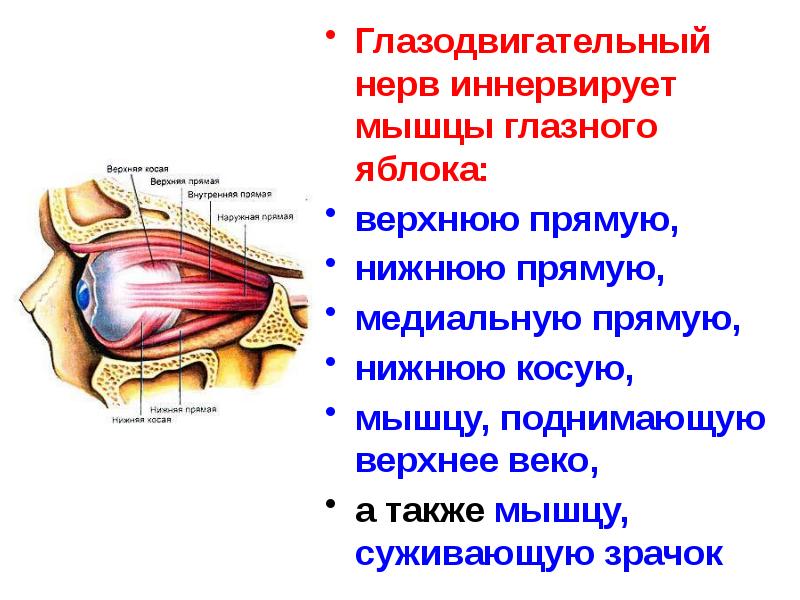 Презентация глазодвигательный нерв