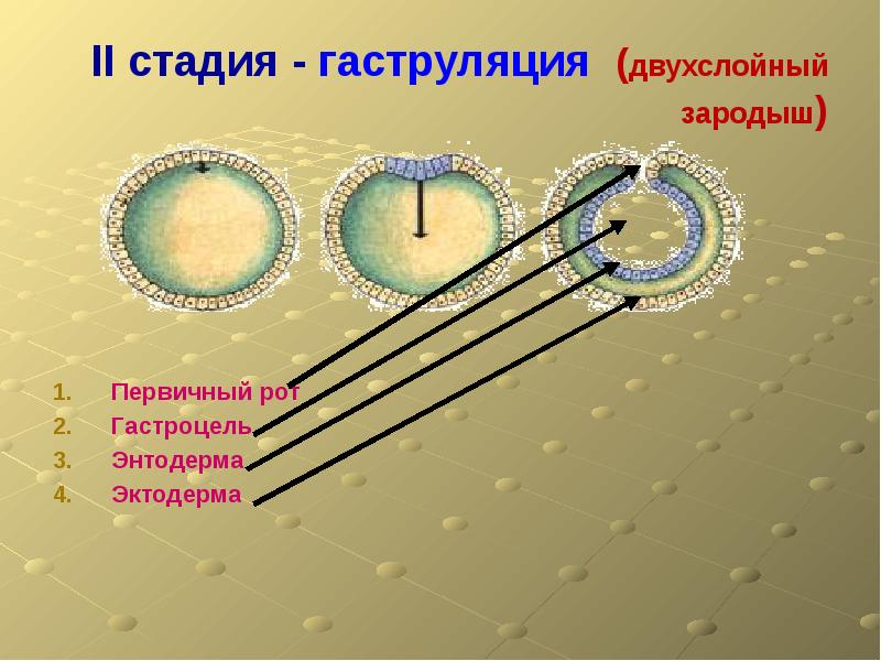 Двухслойный зародыш. Двухслойный зародыш с полостью внутри. Стадия двухслойного зародыша. Внутренний слой клеток двухслойного зародыша. Двухслойный зародышевый щиток.