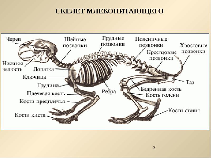 Рассмотрите рисунок напишите названия костей скелета млекопитающих