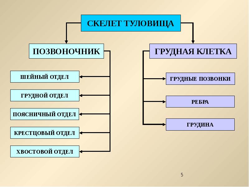 Презентация скелет млекопитающих 7 класс