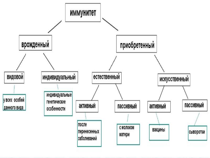 Иммунитет виды схема