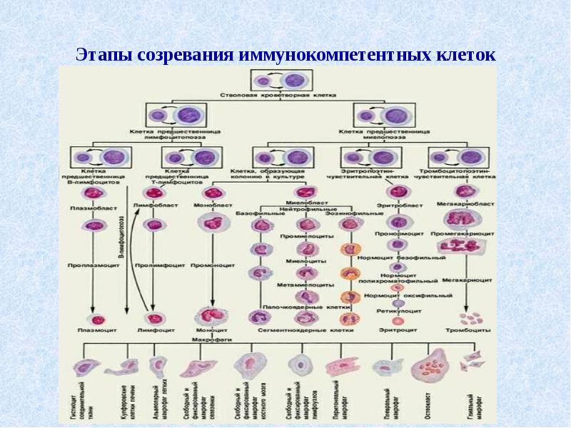 Иммунокомпетентные клетки схема