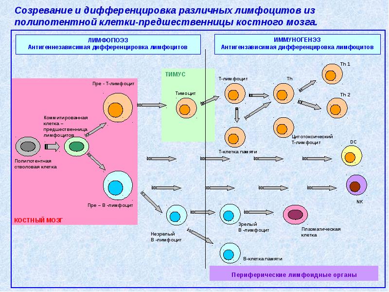 Микробиология антитела презентация