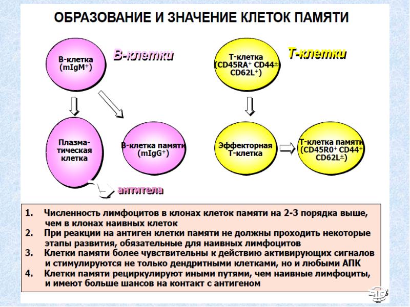 Нулевые клетки. Этапы развития вирусологии. Эклипс фаза микробиология. Когнитивная микробиология это.