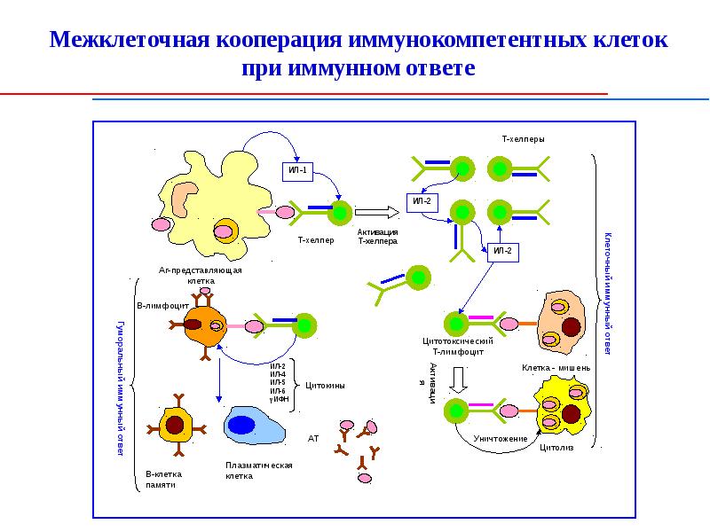 17 взаимодействие клеток в иммунном ответе трехклеточная схема кооперации