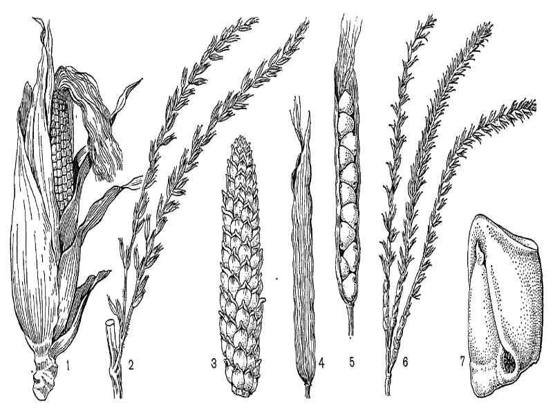 род злаков 3. сообщение о тростнике. злаковые растения просо. рожь семейство злаковые семейство. формула цветка семейства злаковые 6 класс биология.
