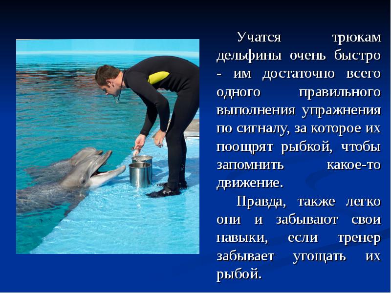 Дельфины слова текст. Дельфины и люди отношения. Человек абучил дельфина. Дельфины чистят зубы. Дельфины тренировка.