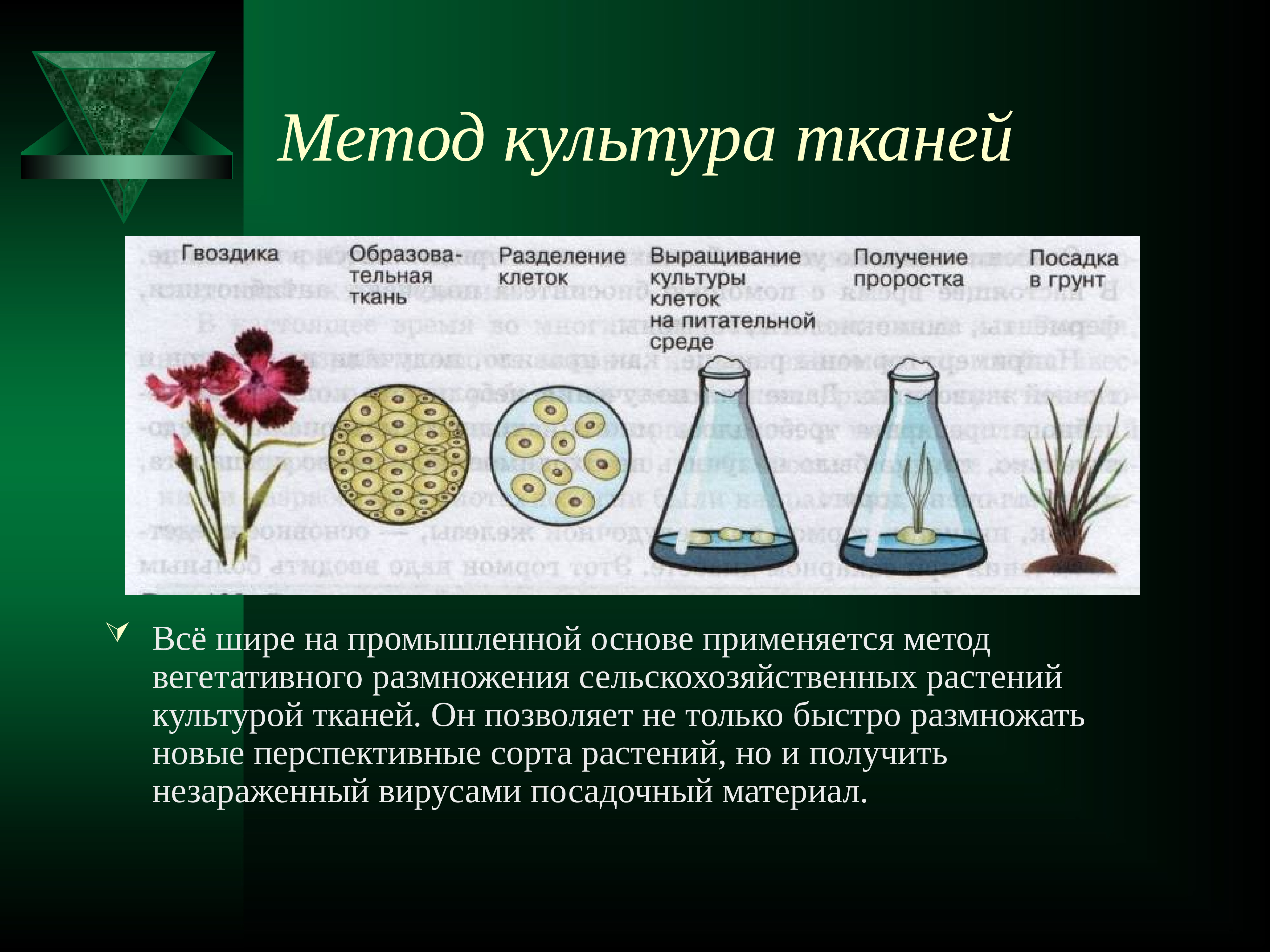 Метод культуры клеток растений. Размножение растений культурой тканей. Вегетативное размножение метод культуры тканей. Вегетативное размножение растений культурой тканей. Культура клеток растений.