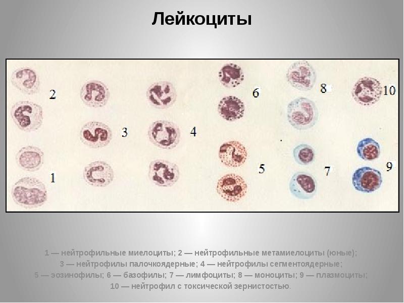 Мазок крови человека рисунок с обозначениями