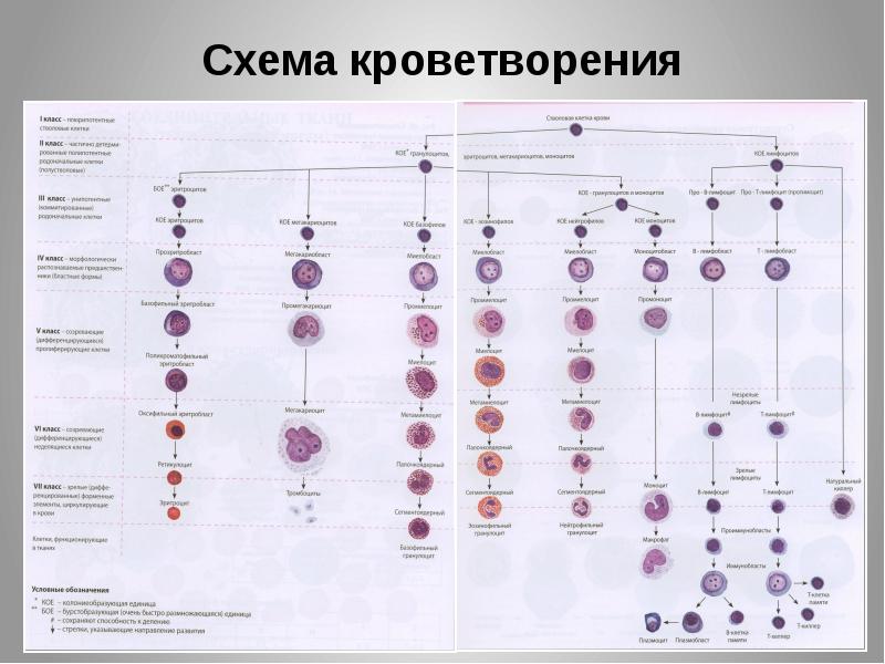 Схема кроветворения гематология человека