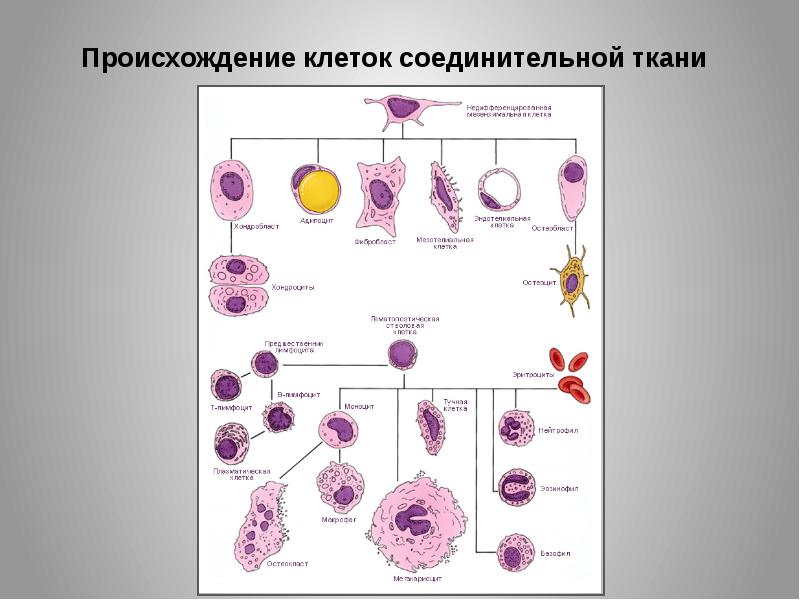 Клетки соединительной ткани. Клетки рыхлой соединительной ткани таблица. Малодифференцированные клетки соединительной ткани. Клетки соединительной ткани гаплоидны. Соединительная ткань какие клетки.