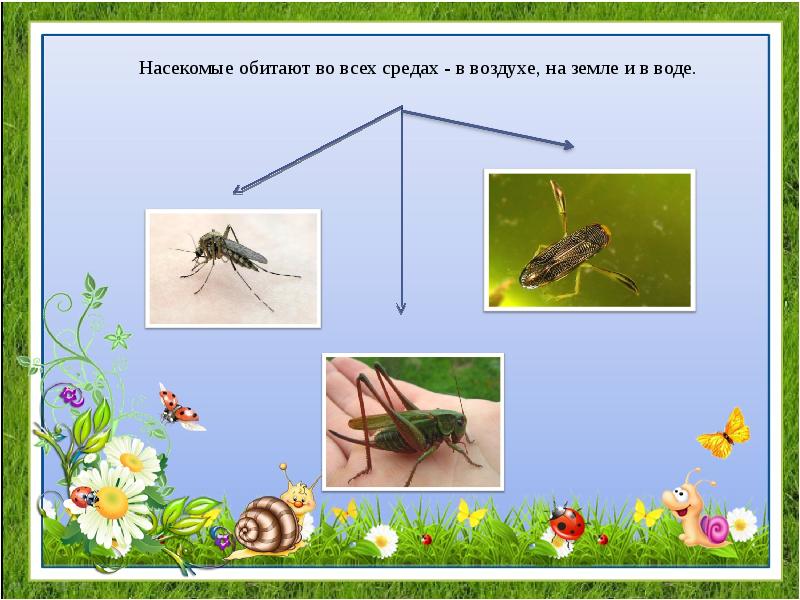 Формирование целостной картины мира в средней группе