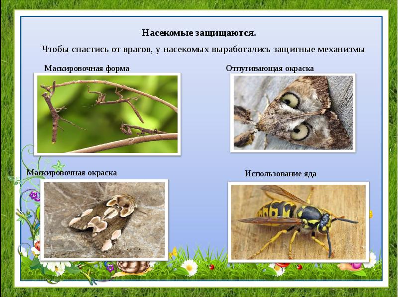 Формирование целостной картины мира в средней группе