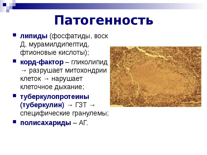 Корд фактор. Ферменты патогенности туберкулеза. Микобактерий туберкулеза липиды. Корд фактор туберкулеза. Туберкулопротеин.