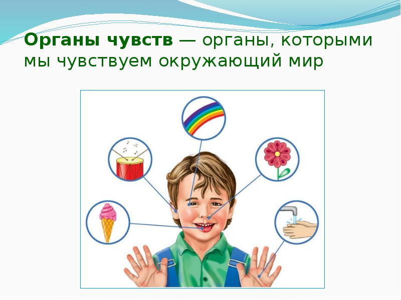 Органы чувств картинки