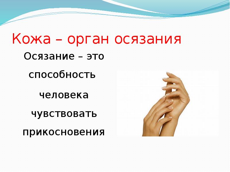 Кожа – орган осязания
Осязание – это способность
человека чувствовать Кожа – орган осязания
Осязание – это способность
человека чувствовать