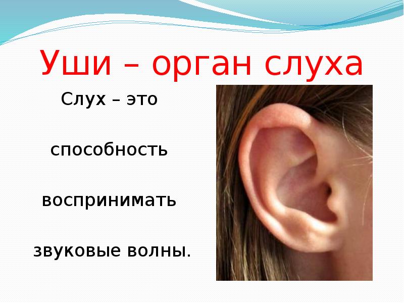 Уши – орган слуха
Слух – это
способность
воспринимать Уши – орган слуха
Слух – это
способность
воспринимать