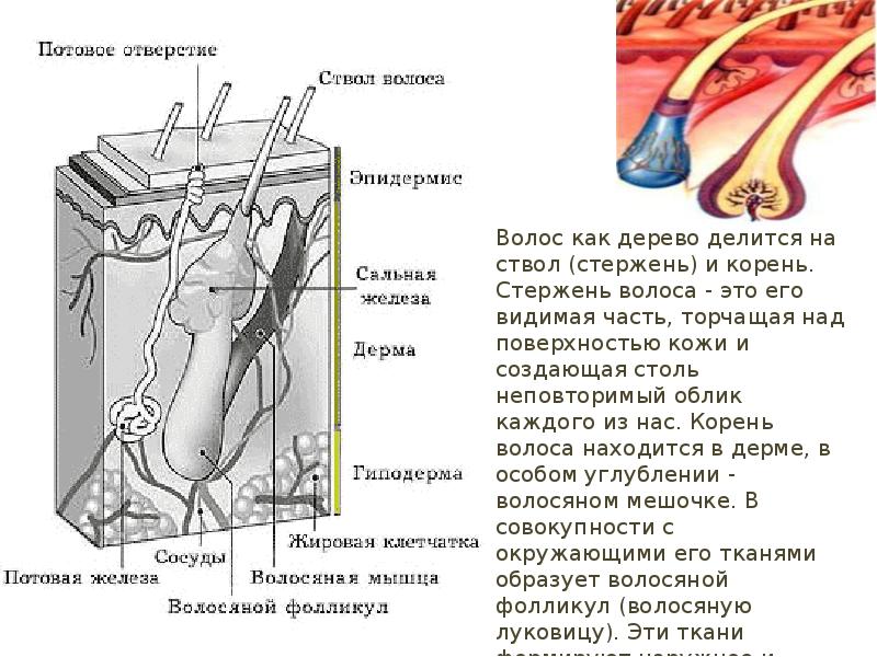 Кожа наружный покровный орган 8 класс презентация