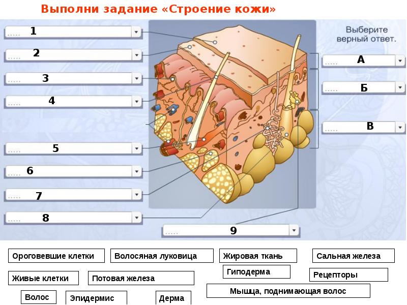 Строение и функции кожи 9 класс тест. Строение кожи. Строение кожи человека 9 класс биология. Функции кожи. Строение и функции кожи схема.