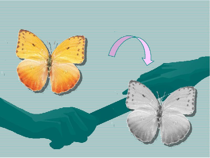 Включи где бабочки. СЛОВИЛ бабочку. Хутор с бабочками. Как поймать бабочку. Как выследил бабочки.