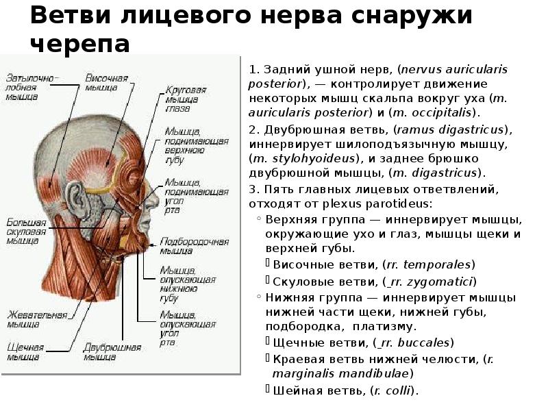 Нейропатия лицевого нерва картинки