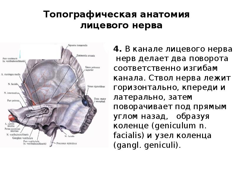 Узлы лицевого нерва. Узел коленца лицевого нерва. Лицевой нерв топографическая анатомия. Лицевой нерв презентация. Лицевой нерв анатомия презентация.