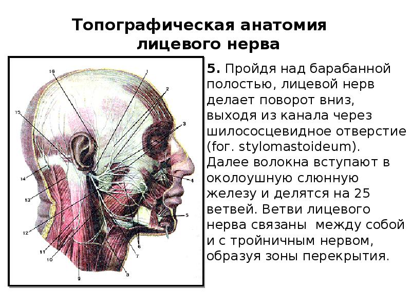 Лицевой нерв череп. Барабанная струна лицевого нерва. Барабанная струна лицевого нерва анатомия. Лицевой нерв топографическая анатомия. Лицевой нерв анатомия топография.