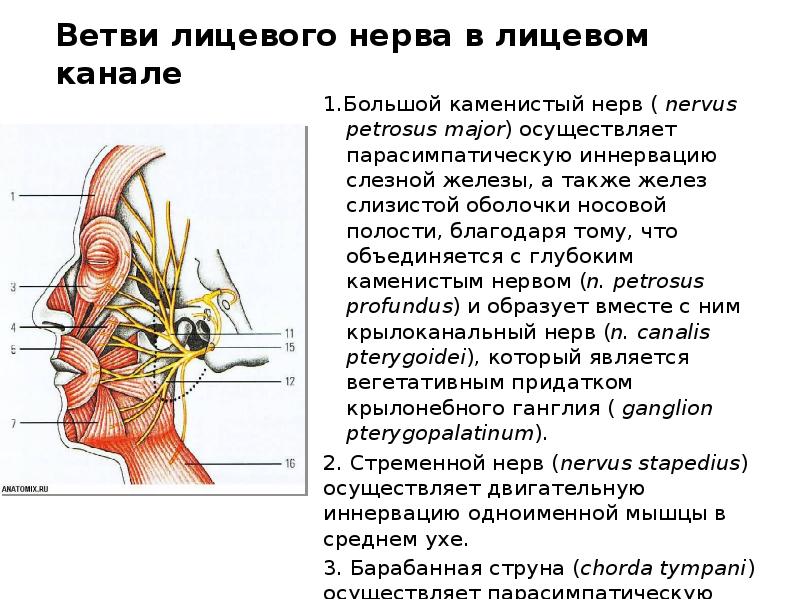 Слезная железа нерв. Двигательные ветви лицевого нерва иннервируют. Ветви лицевого нерва и иннервация. Шейная ветвь лицевого нерва иннервирует. Лицевой нерв большой Каменистый нерв.