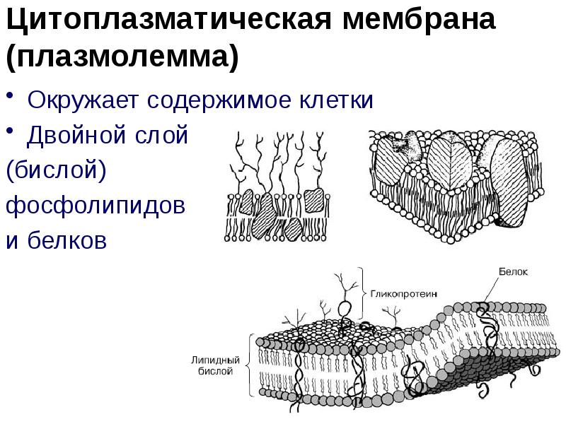 Слои плазмолеммы