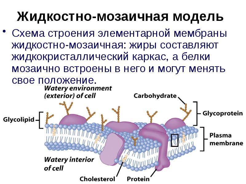 Модели мембран. Жидкостно мозаичная модель Сингера Николсона. Жидкостно-мозаичная модель строения плазматической мембраны. Жидкостно-мозаичная модель мембраны была предложена в 1972 году. Схема строения элементарной мембраны.