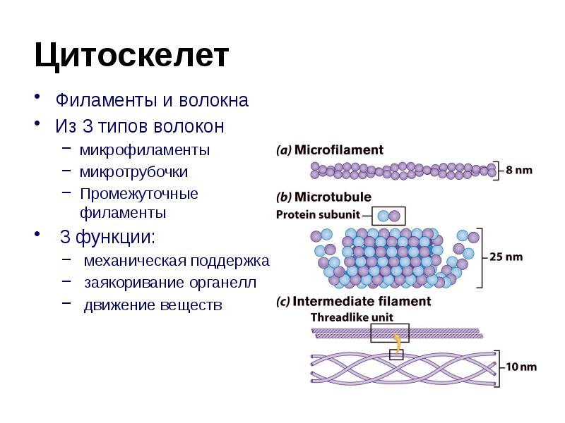 Цитоскелет. Цитоскелет микротрубочка тубулир. Структура лабильного типа. Цитоскелет его строение и функции. Цитоскелет движение.