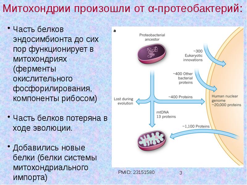 Кольцевая хромосома в митохондриях. Белок в митохондриях. Ферменты митохондрий. Что происходит в митохондриях.