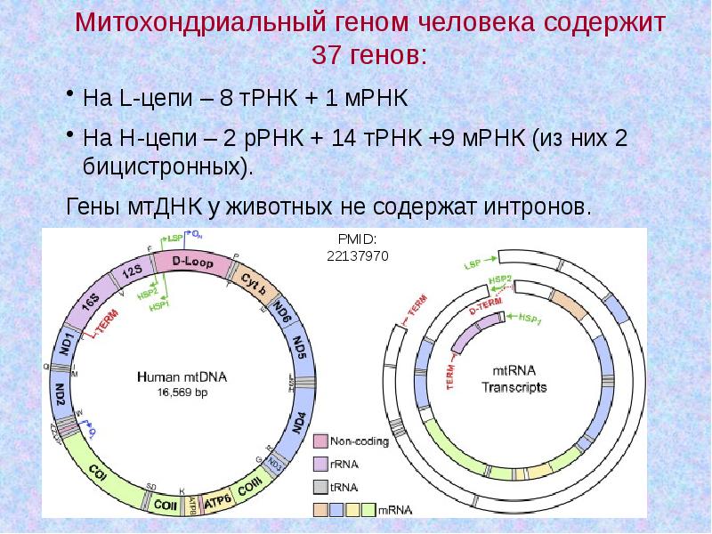 Митохондриальная ева презентация