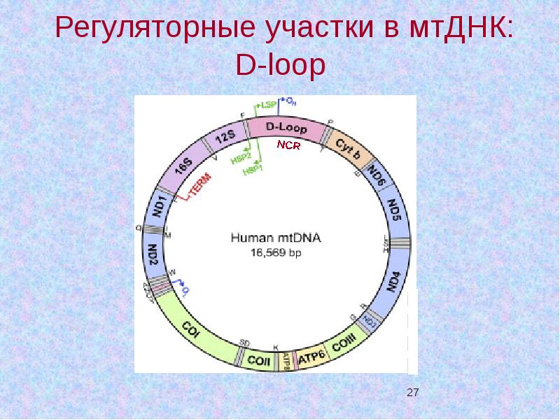 Митохондриальная ева презентация