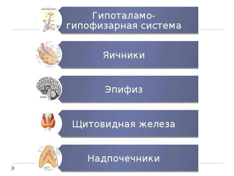 Эндокринная система во время беременности презентация