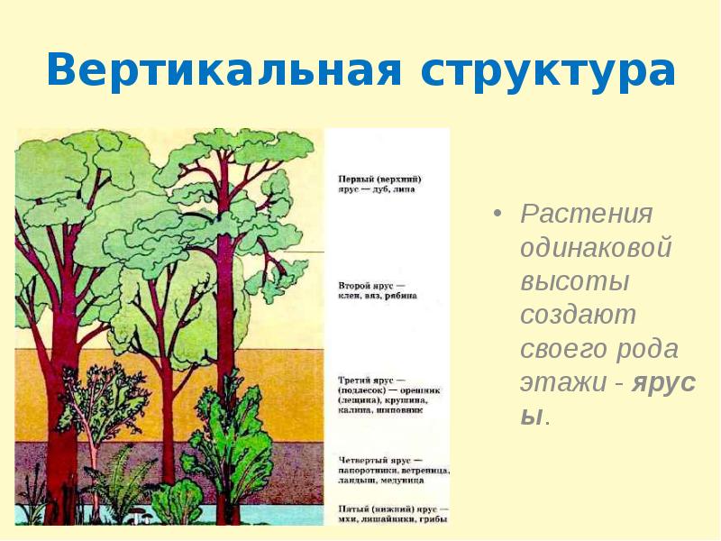 Пространственная структура биоценоза картинки