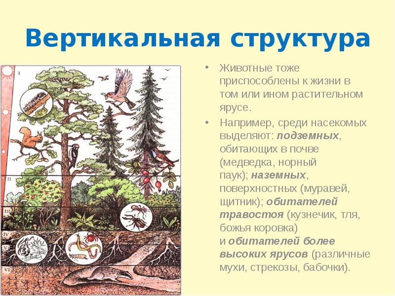 Презентация видовая и пространственная структура