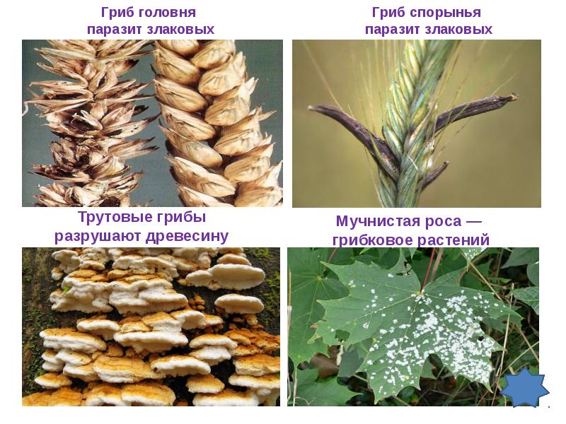 Головня и спорынья картинки