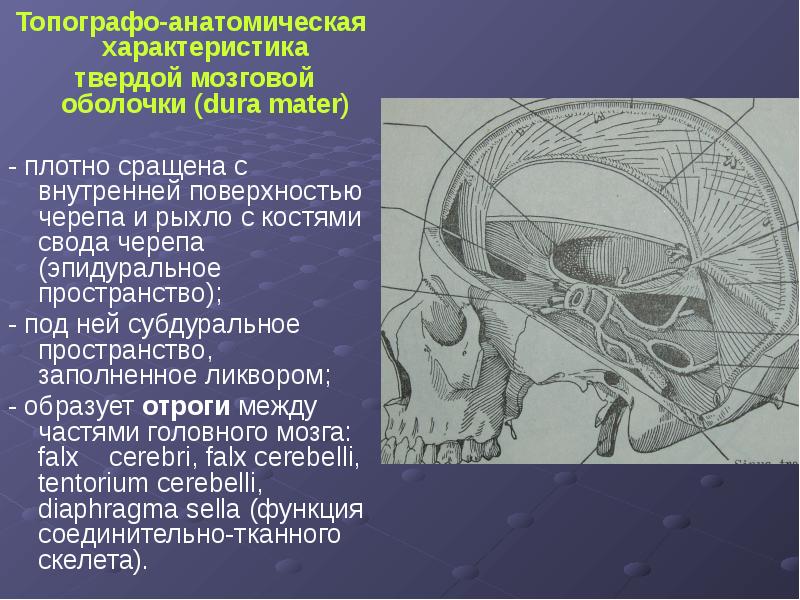 Презентация по топографической анатомии