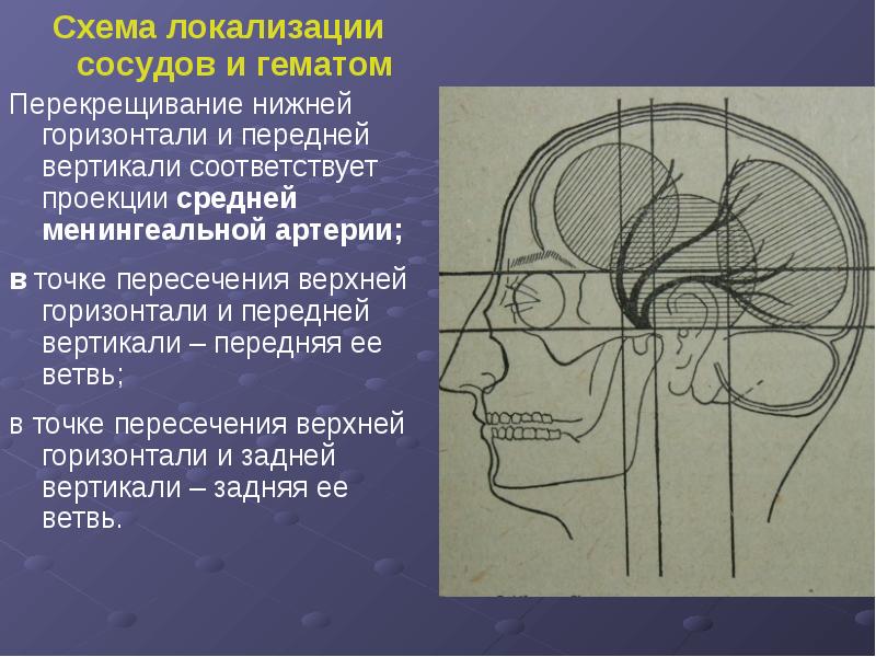 Схемы по топографической анатомии