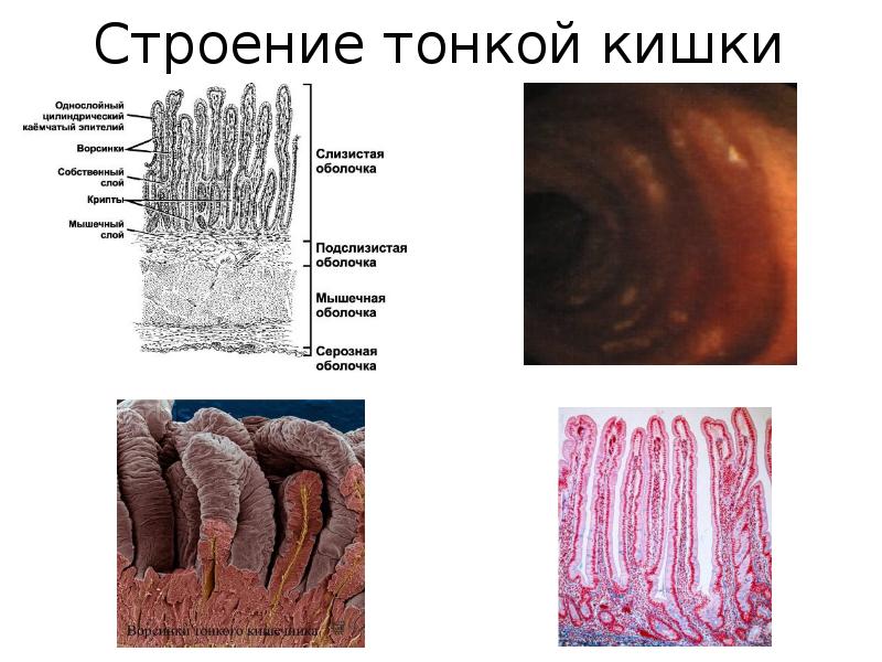 Строение тонкого кишечника