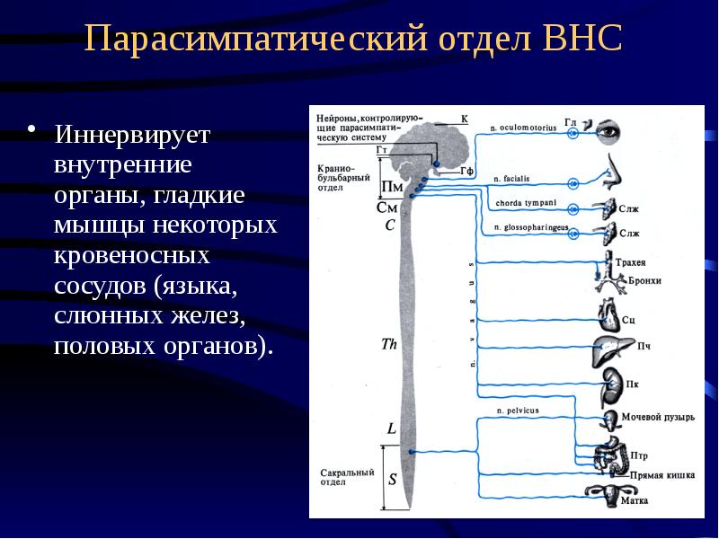 Схема строения симпатической нервной системы